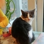 Фото: найдена кошка «Найдена кошка отдаю в добрые руки двух котят...» в г. Пушкин